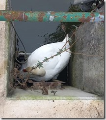 331395243_1234518817150853_6024972896978722650_n