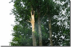 FFSCHW-Unwetter20190701_3