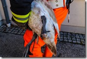 FFSCHW_Tierrettung-Schwan_20200105_5